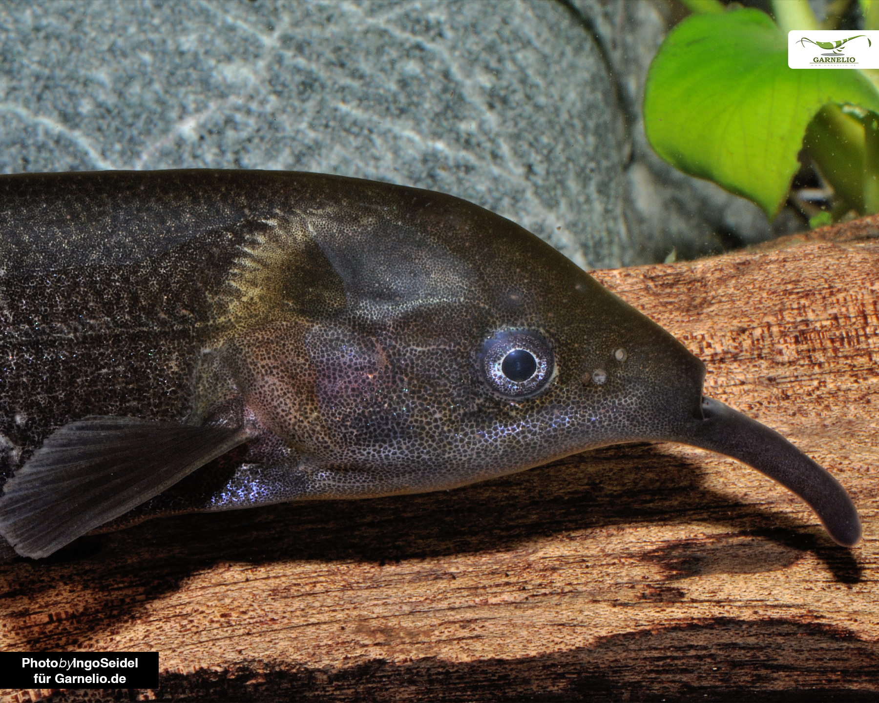 Gnathonemus petersii (Elephant Trunk Fish)